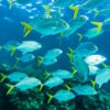 Dazzling school of fish swimming in the clear waters of Honduras, showcasing marine biodiversity.