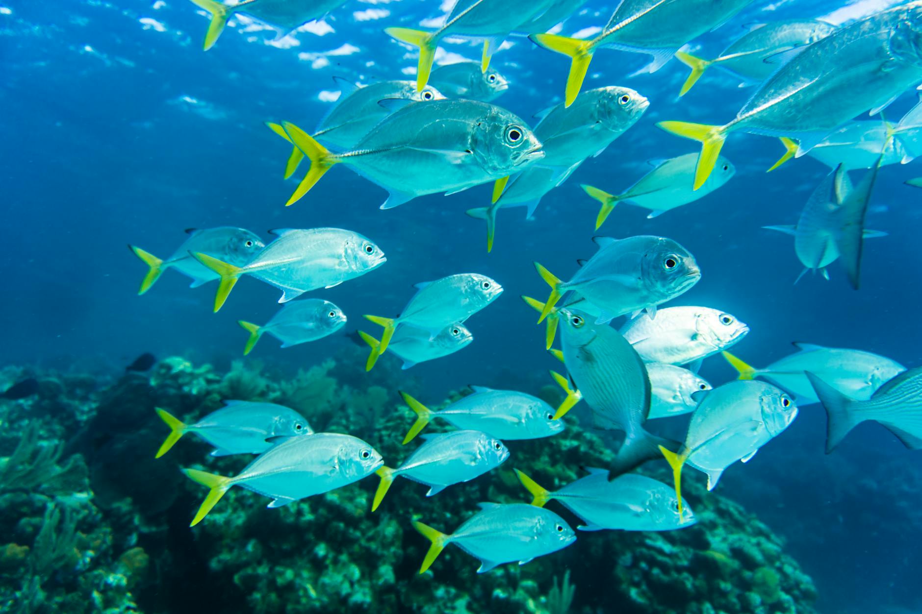 Dazzling school of fish swimming in the clear waters of Honduras, showcasing marine biodiversity.