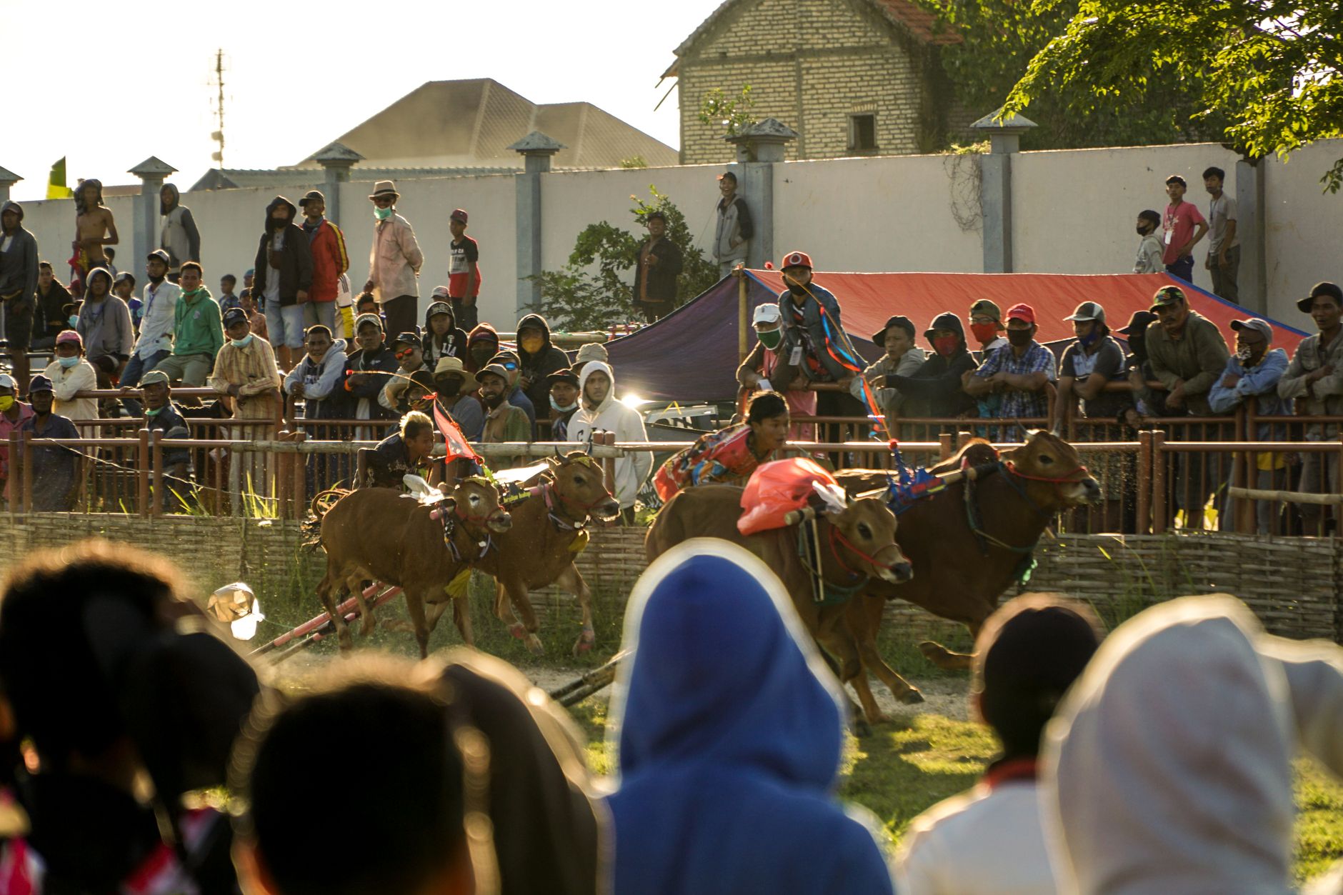 Thrilling cow race with enthusiastic spectators and skilled jockeys in a vibrant outdoor setting.