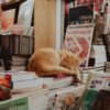 A ginger cat sleeps on a stack of books in a cozy Istanbul bookstore, surrounded by various titles.