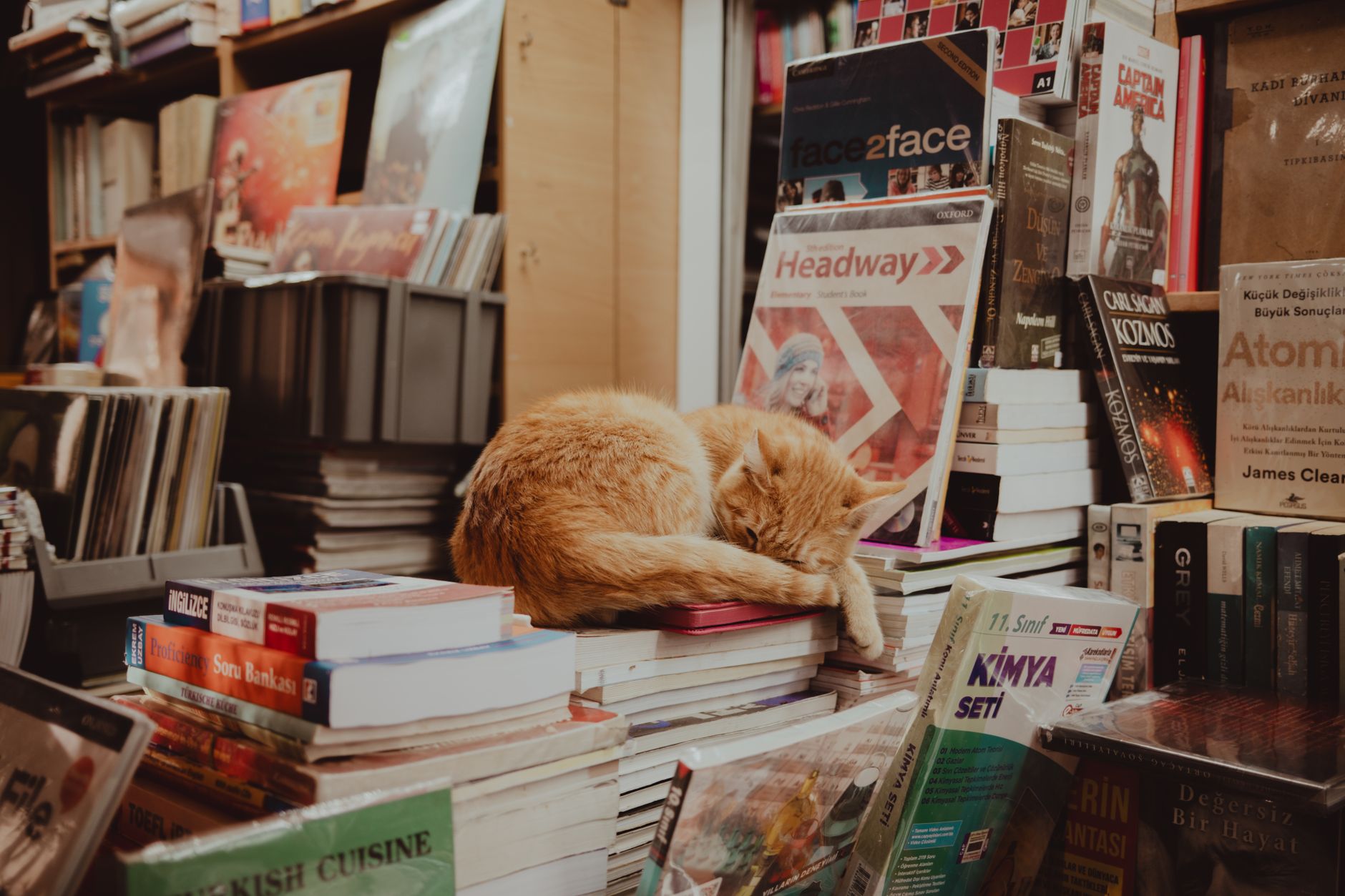 A ginger cat sleeps on a stack of books in a cozy Istanbul bookstore, surrounded by various titles.